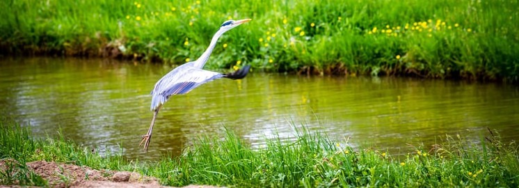 The Rejuvenated Dead-Tisza: A Stunning Nature Trail Created in Tiszakécske